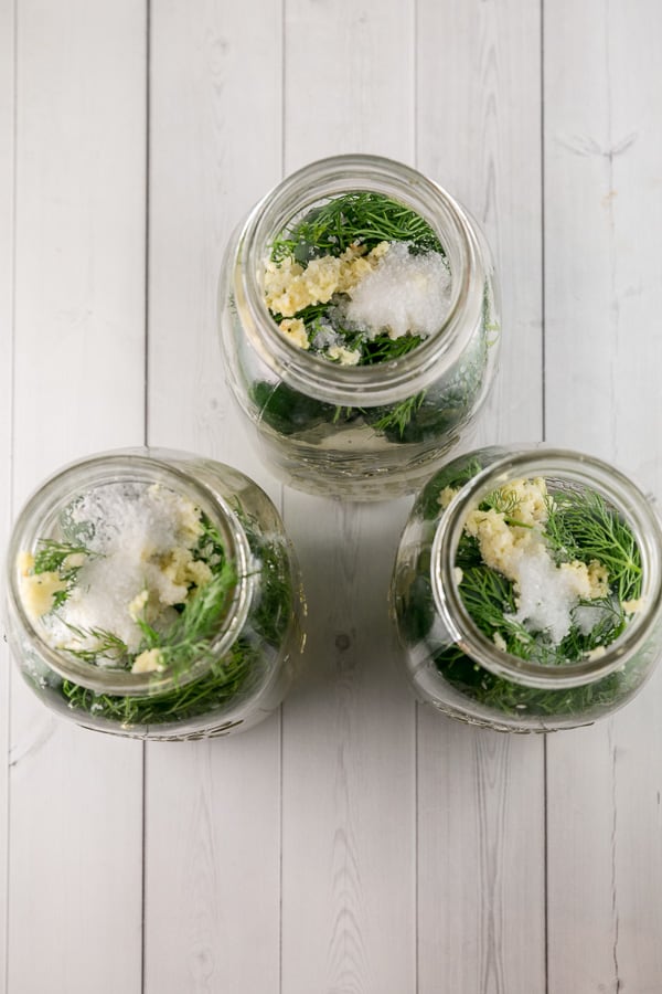 overhead view looking into mason jars filled with garlic, dill, salt, and cucumbers