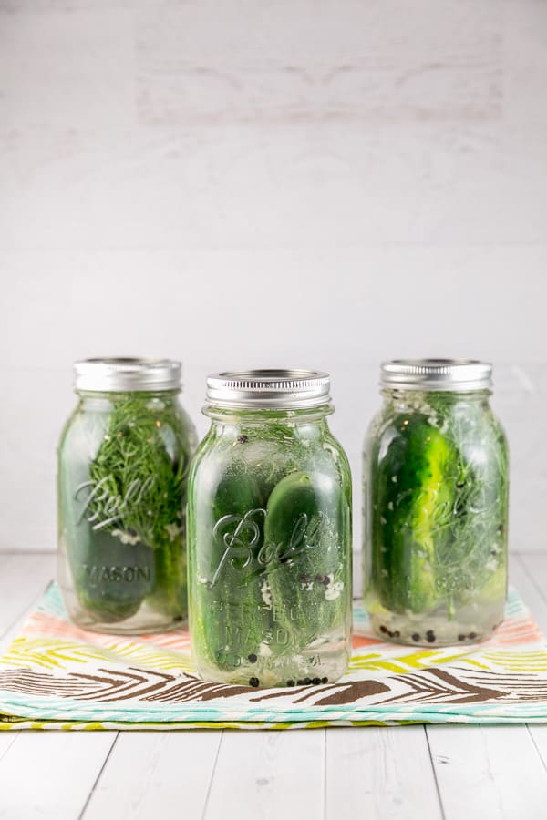 three mason jars filled with pickles, dill, and garlic brine