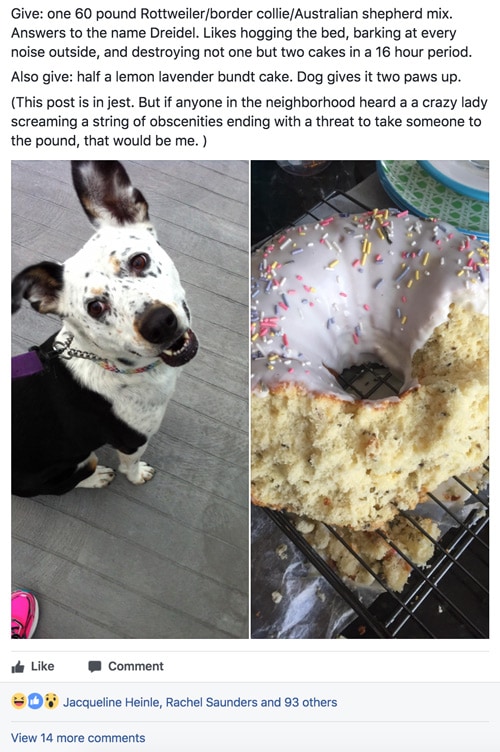 Photo of a dog and the cake that the dog ate